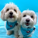 Viral Dog Duo | Maltipoo & Maltese | Funny Dog Reels