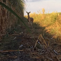 Hunting Florida