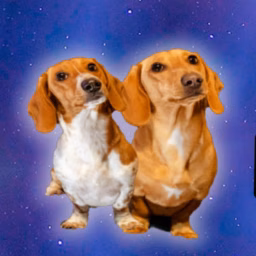 My Two Hotdogs