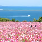 Nokonoshima Island Park