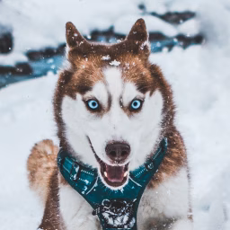 Husky Squad