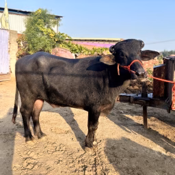 Samra dairy farm
