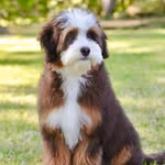 Namaste Bernedoodles