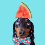 Harlso the Balancing Hound