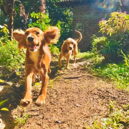 Pawtopia dog hotel
