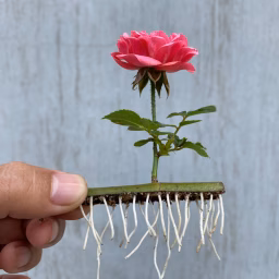 Plant Breeding tips