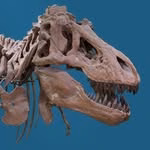 American Museum of Natural History
