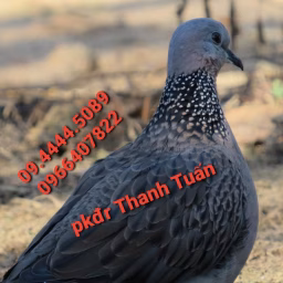 PHỤ KIỆN ĐI RỪNG THANH TUẤN