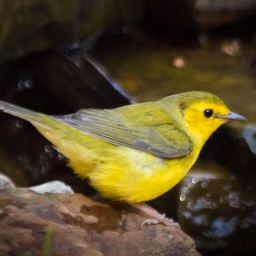 Warbler Ridge Birds