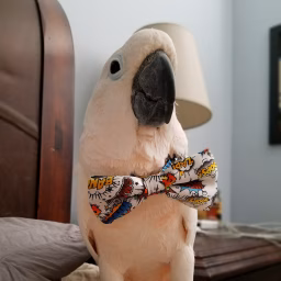 Mr. Beau Jangles
