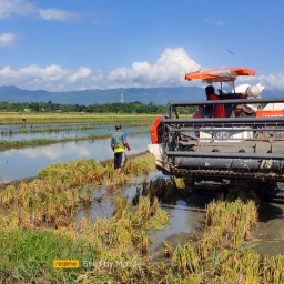 Traktor Sawah Indonesia
