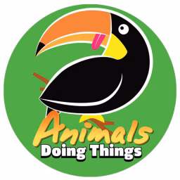 Animals Doing Things 