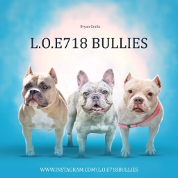 L.O.E 718BULLIES