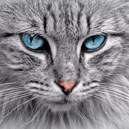 animalcute