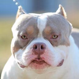 American Bully Greko Bully KAMP GBK G-LINE