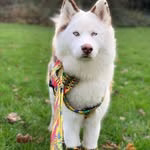 Viola The Husky