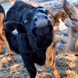 Farming NoDak