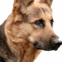 Tida The Most Famous Dog How to train Pet Cat de A