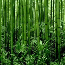 Bamboo Love