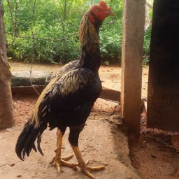 JAVA ARUMUGAM G