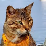 Findus The Adventure Cat