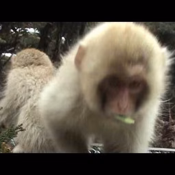 おさるのお部屋