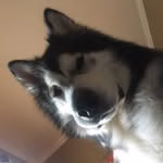 Life With An Alaskan Malamute