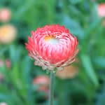 Circle Farms