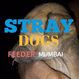Stray Dogs Feeder