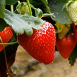 Sustainable Hydroponic and Soilless Strawberry Production Systems