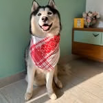 Oso | Siberian Husky