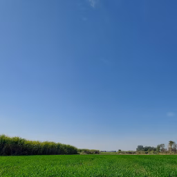 Digital cow farming
