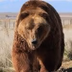 The Wild Animal Sanctuary