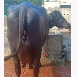 Baazi Murrah bull