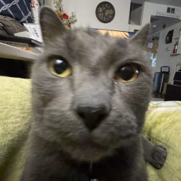 KittensTheCat