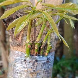 Grafting Fruit Tree 