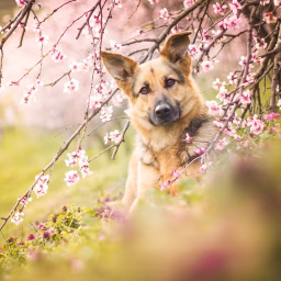 Klára Nováková (GermanShepherdBritney)