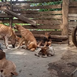 Sky animals sanctuary 