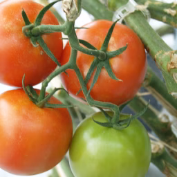 AgriComm