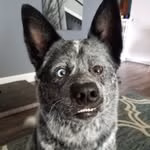 Moose Boy