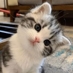 Funny Pets