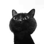 🐈‍⬛🐈🐈🐈りょっころ