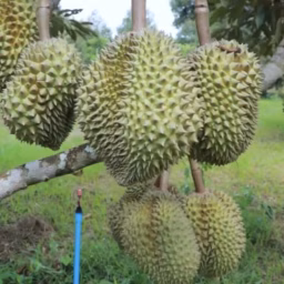 TM Durian Farmer 