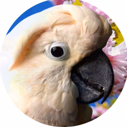 Parrot Town TV 🦜