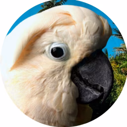 Parrot Town TV 🦜