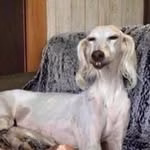 not my animal