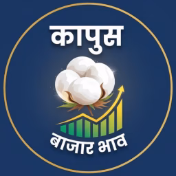 कापूस भाव Kapus bhav 