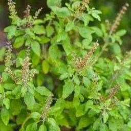 KOOM HERBAL TV