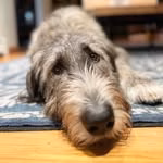 Chicken the Irish Wolfhound