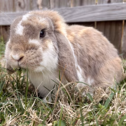 Hoppin with Nutmeg